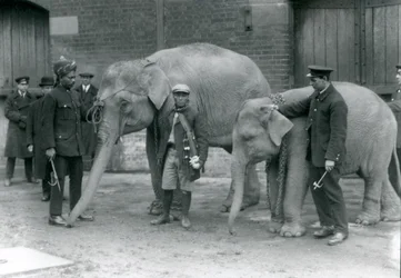 Burmesische Elefanten mit Pfleger Jack Milbourne, Syed Ali (links) und San Dwe (Mitte), London Zoo, Mai 1923